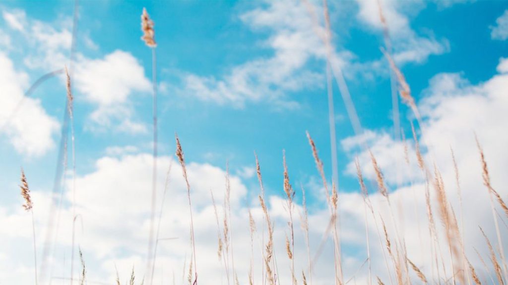 Grass with blue skies