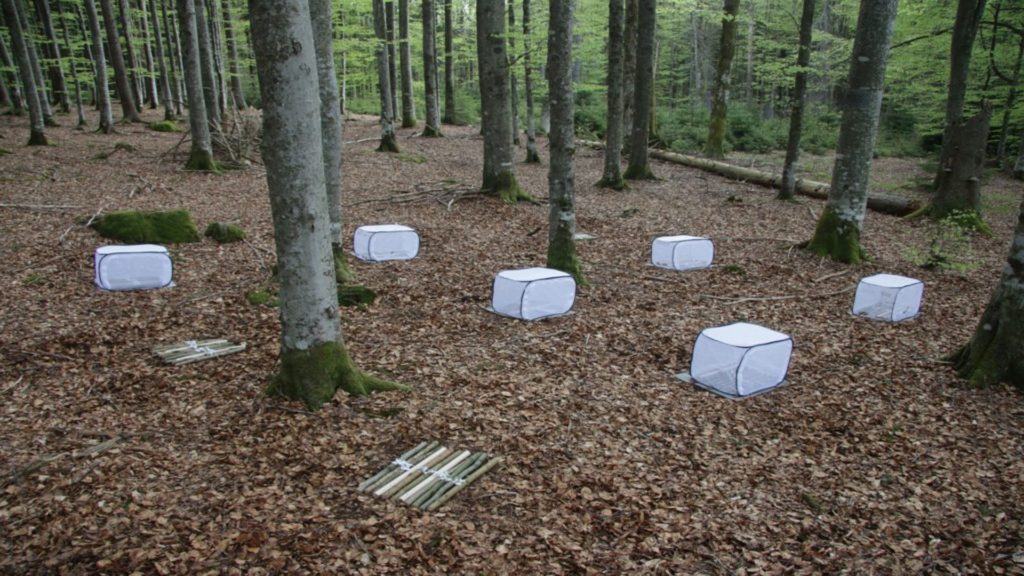 Picture of Roudsea Wood in Cumbria with special mesh cages placed around