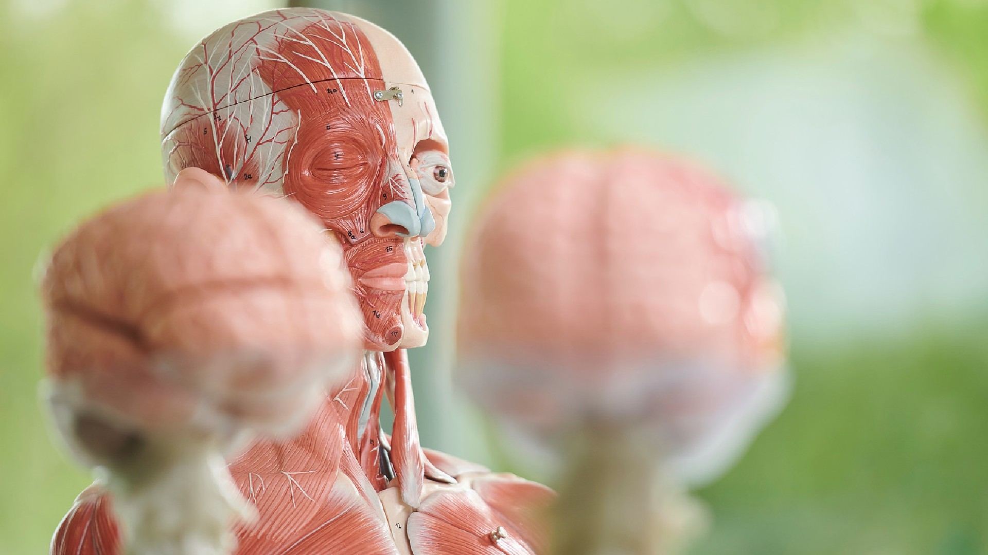 A model of a head used for medical research