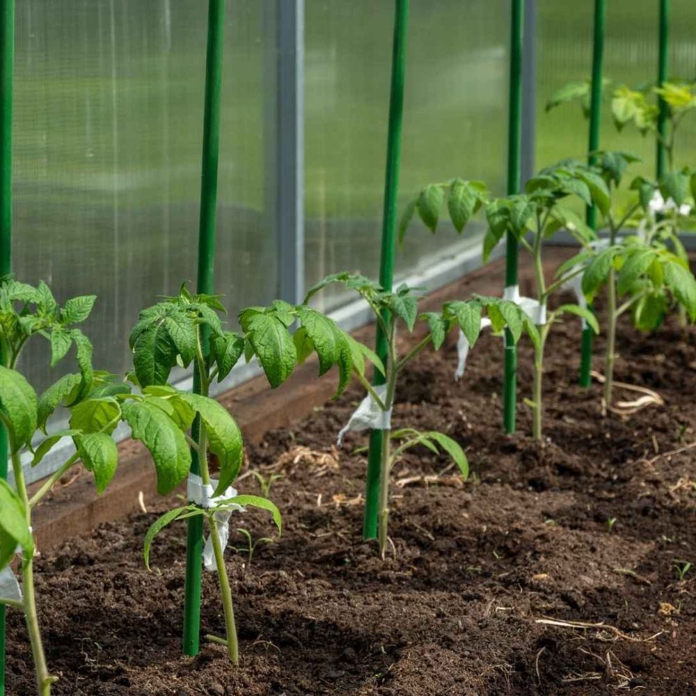 A row of small green plants grow out of soil inside a greenhouse.