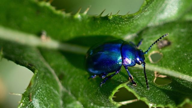 Close up of a beetle on a green leaf