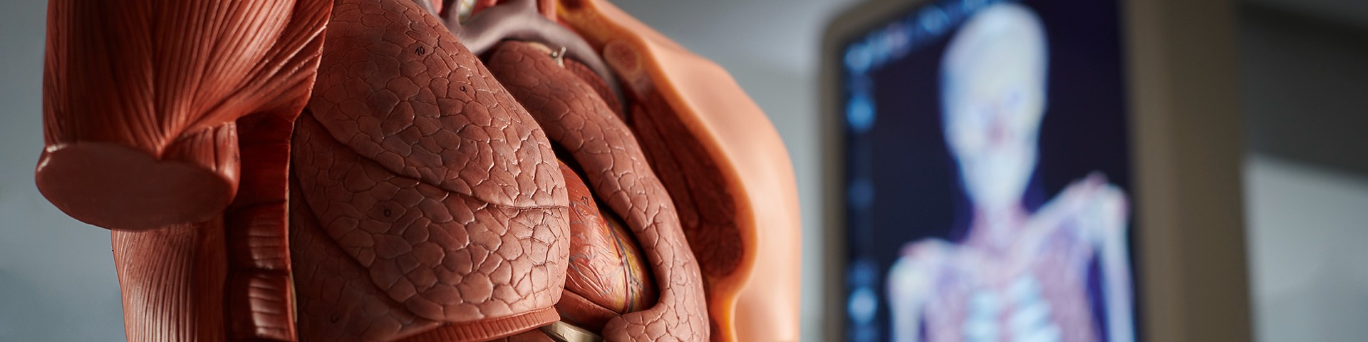 Anatomy model and x ray