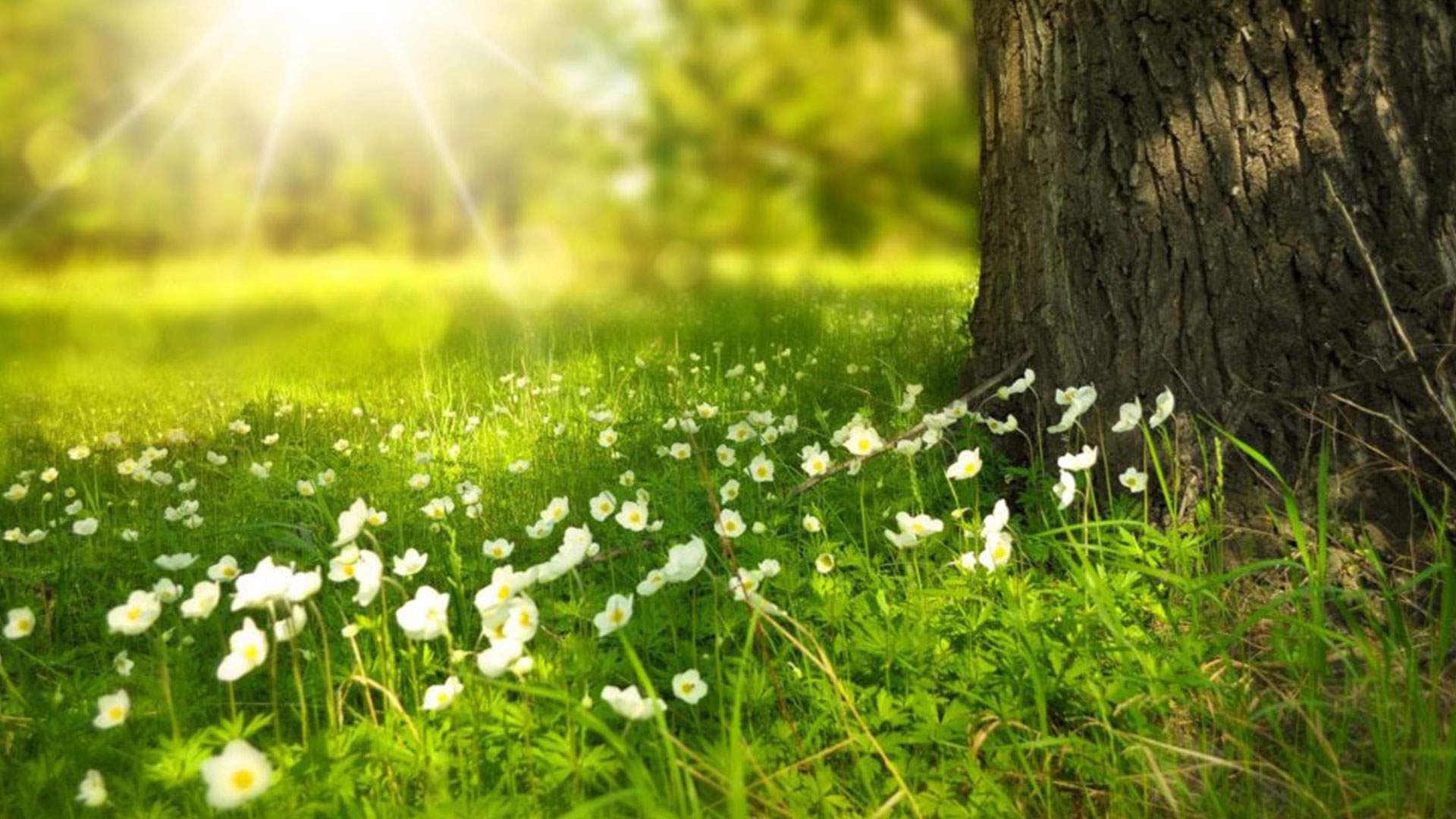 A tree trunk with grass and flowers growing next to it