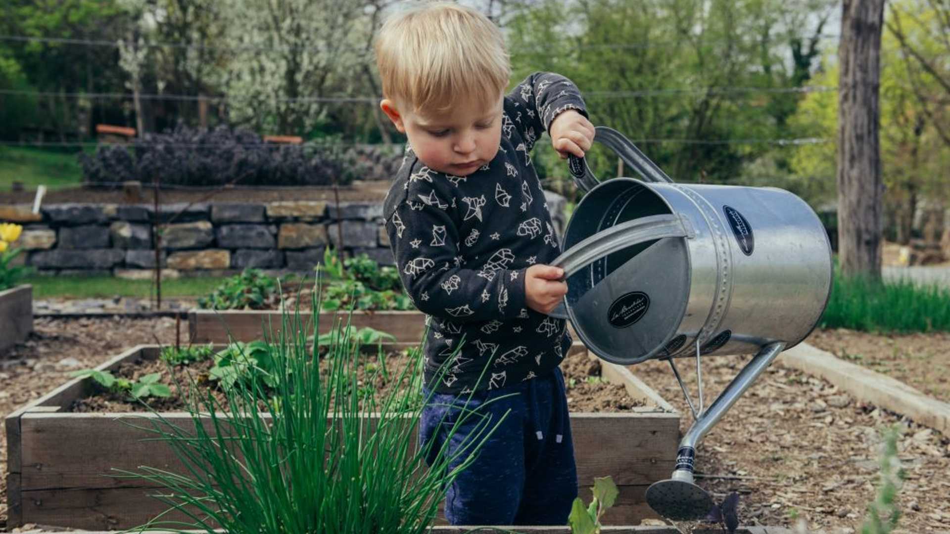 Little boy watering plants with a large watering can