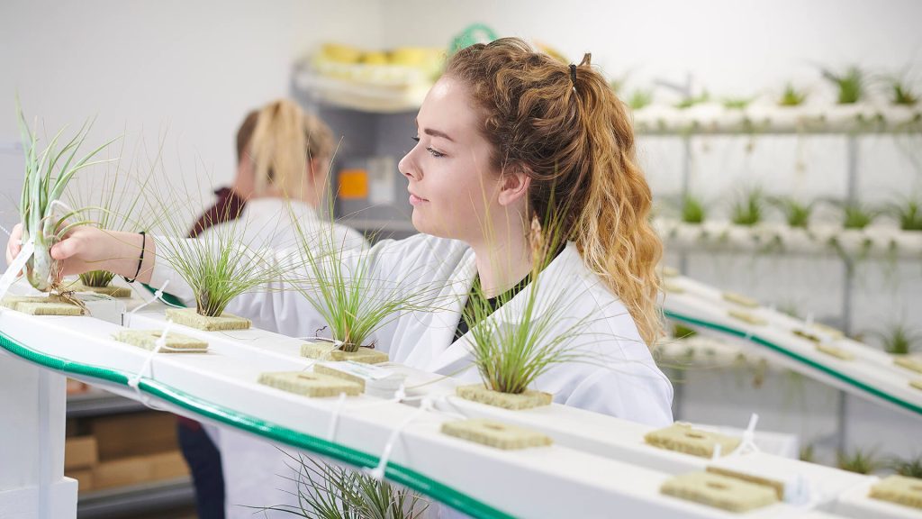 A student selects epiphytes (plants that grow on other plants) for an experiment on plant water relations.