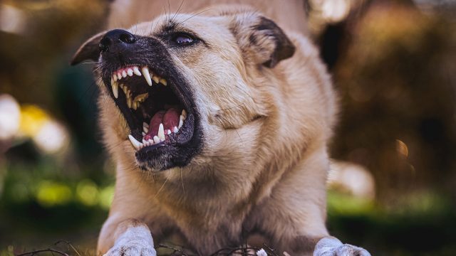 A dog lying down with it's mouth open showing it's teeth