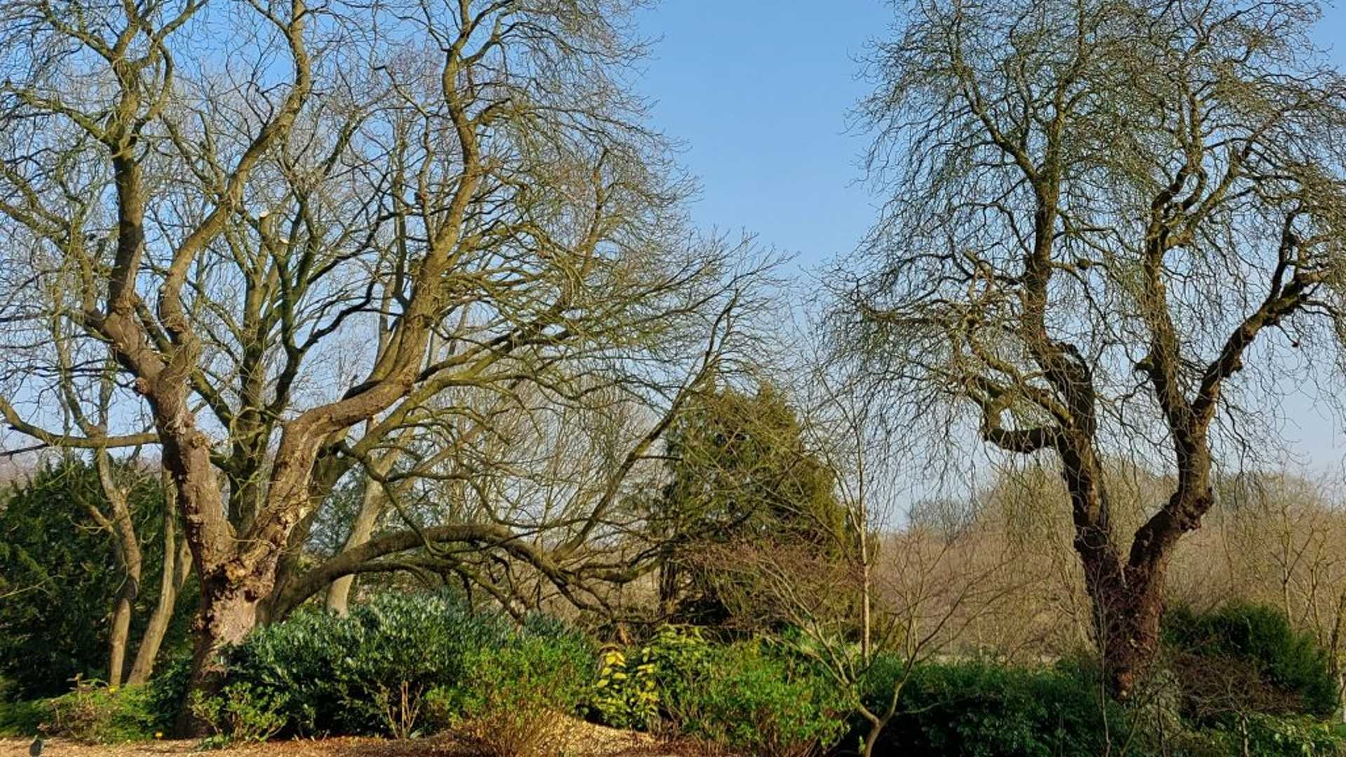 Trees in a forest