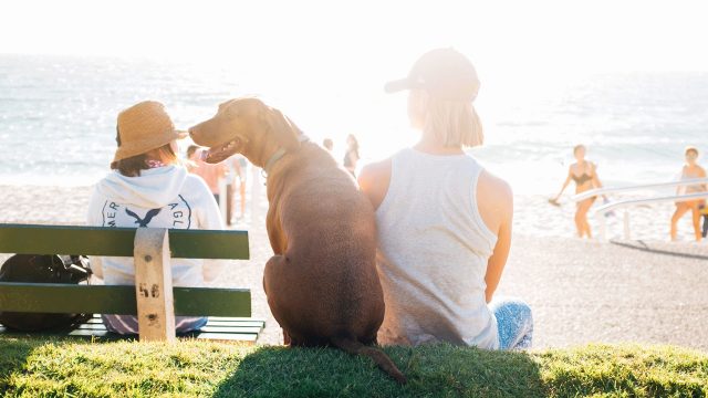 A dog sitting in between two people, at the beach