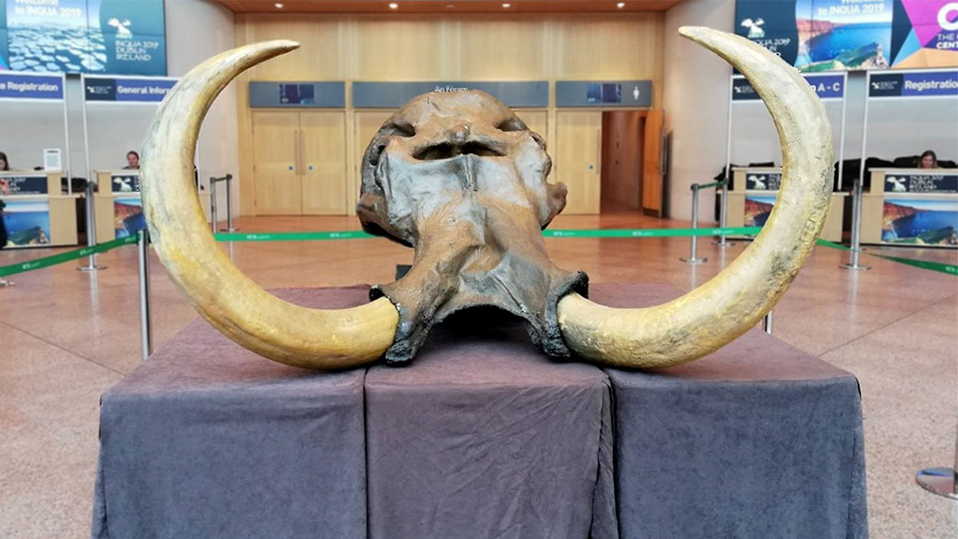 A replica of the skull of a woolly mammoth, excavated in 1985 at Gerhartsreiter Graben, Siegsdorf, Bavaria, Germany, dated to approximately 48,000 years BP.