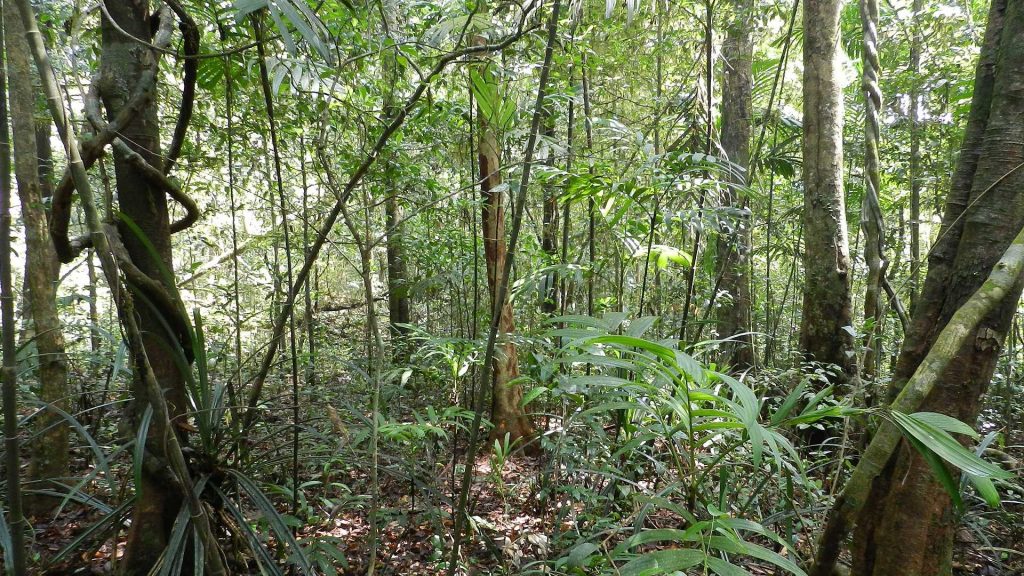 A dense rainforest