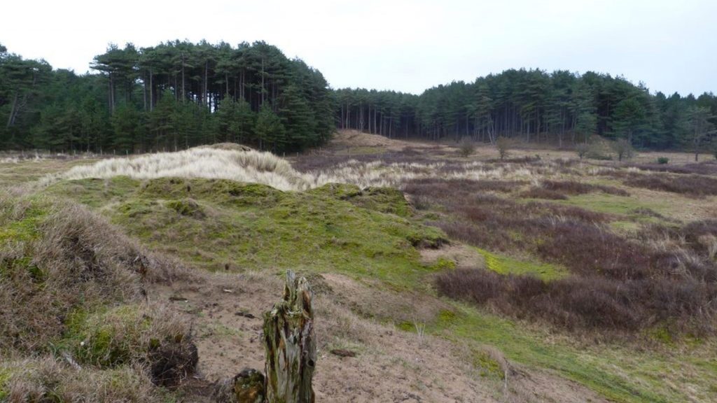 Sand dunes with grass and trees in the background