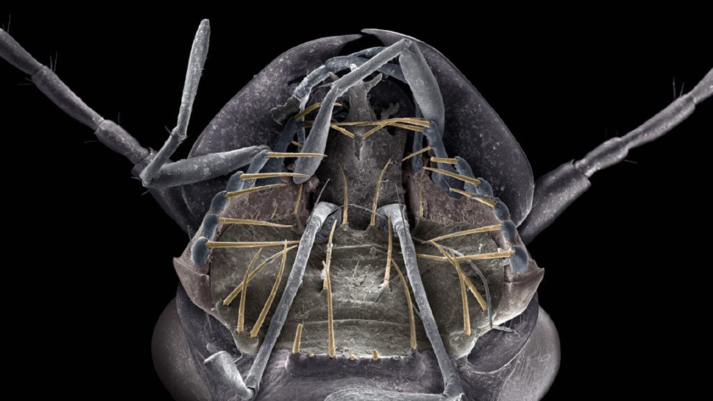 An image of the Mouth of a ground beetle (leistus)
