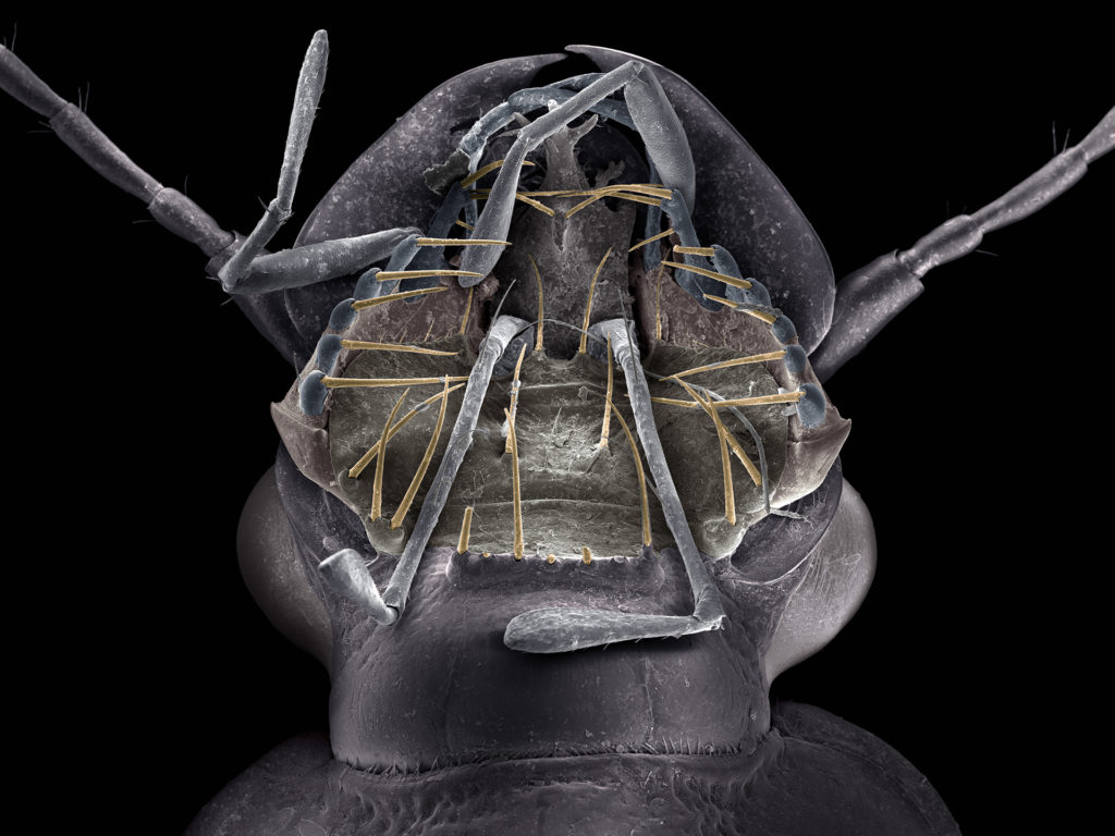 Enlarged mouth of ground beetle