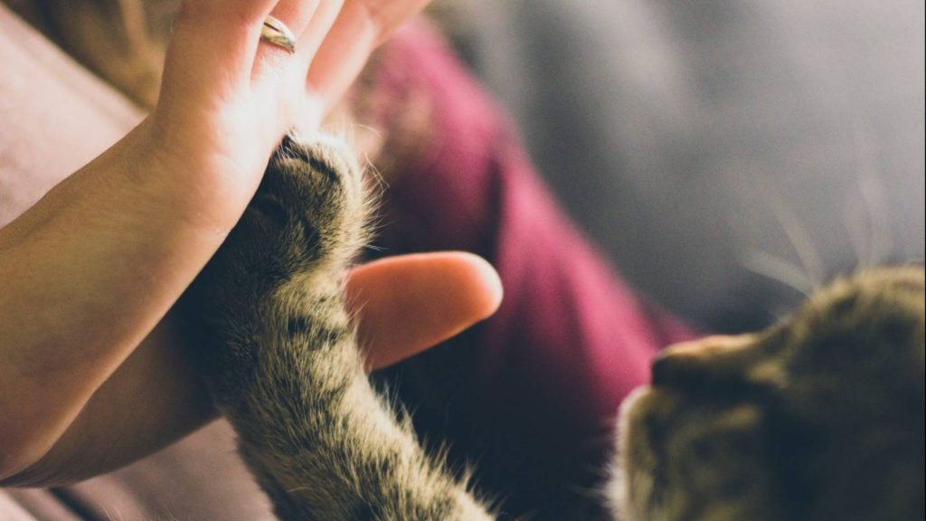 Cat and human touching paws and hands