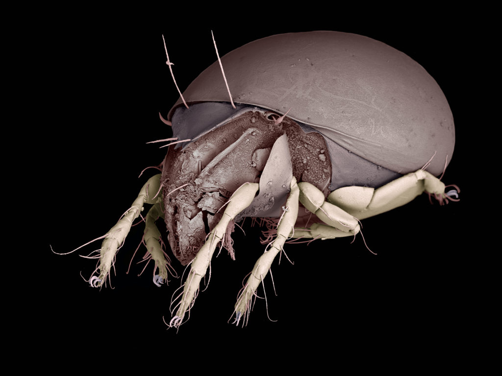 Magnified mite image