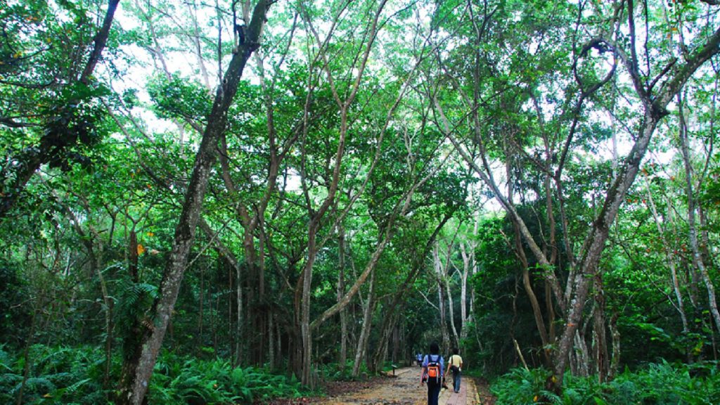 An image of people walking along a path in a forest.