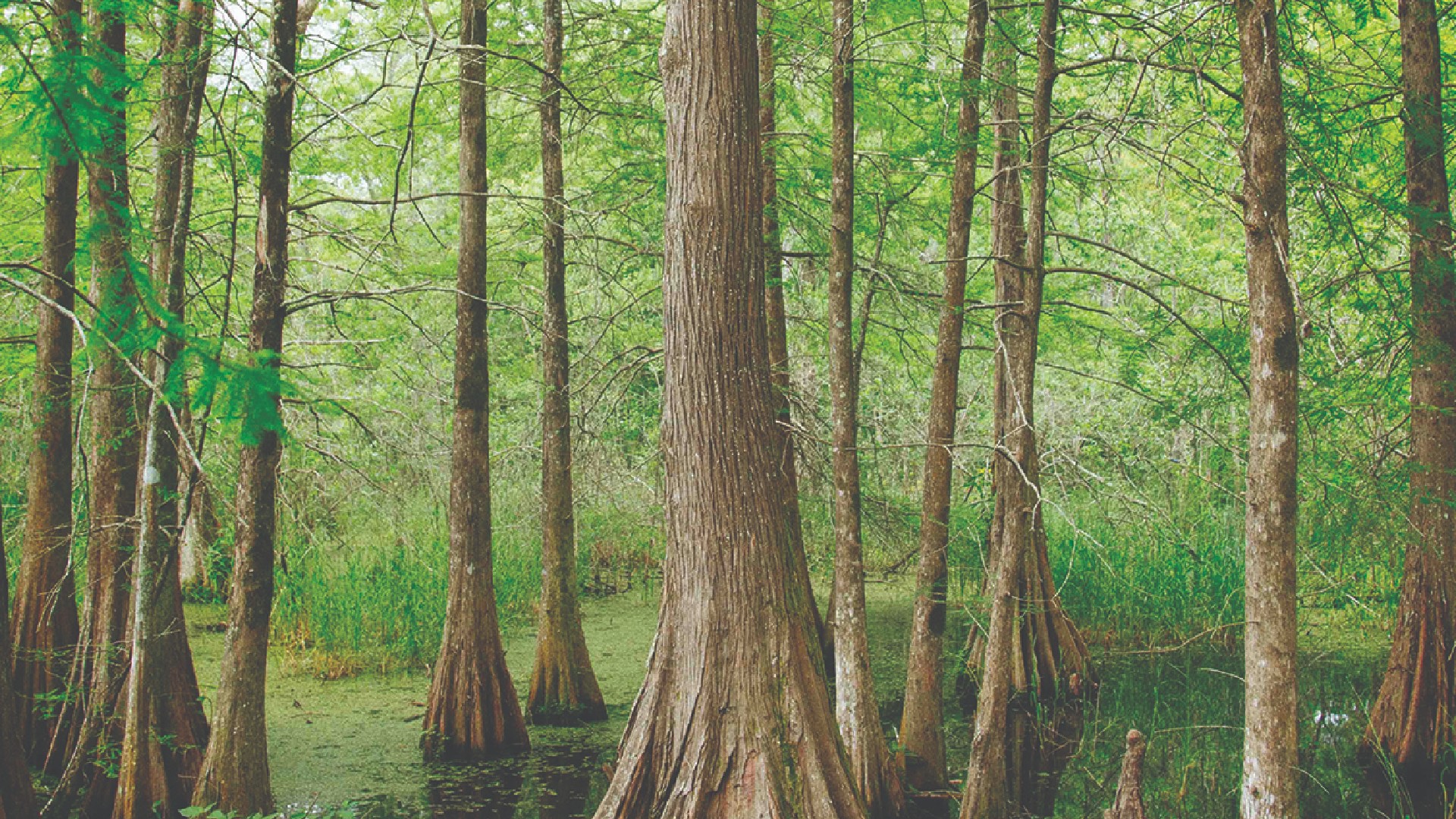 An image of a group of trees in a forest.