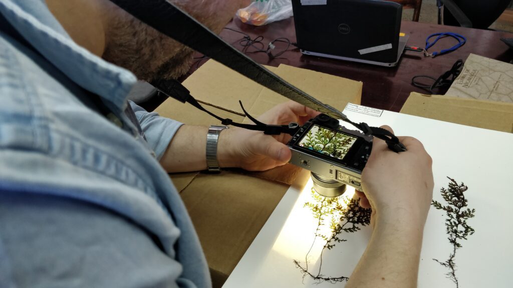 A picture of a botanist creating a plant record by photographing a fern.