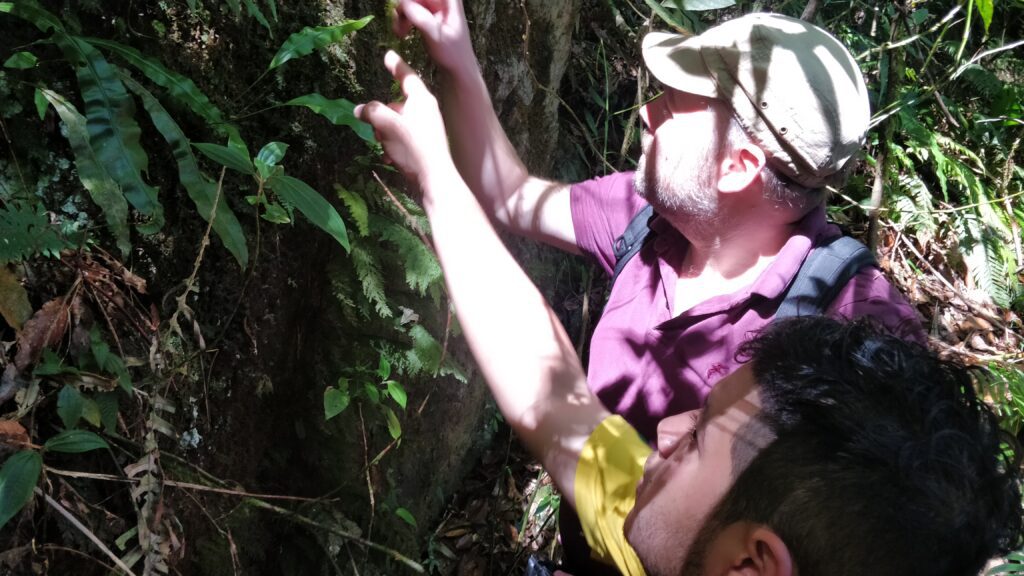 A picture of two botanists in Honduras examining plants. 