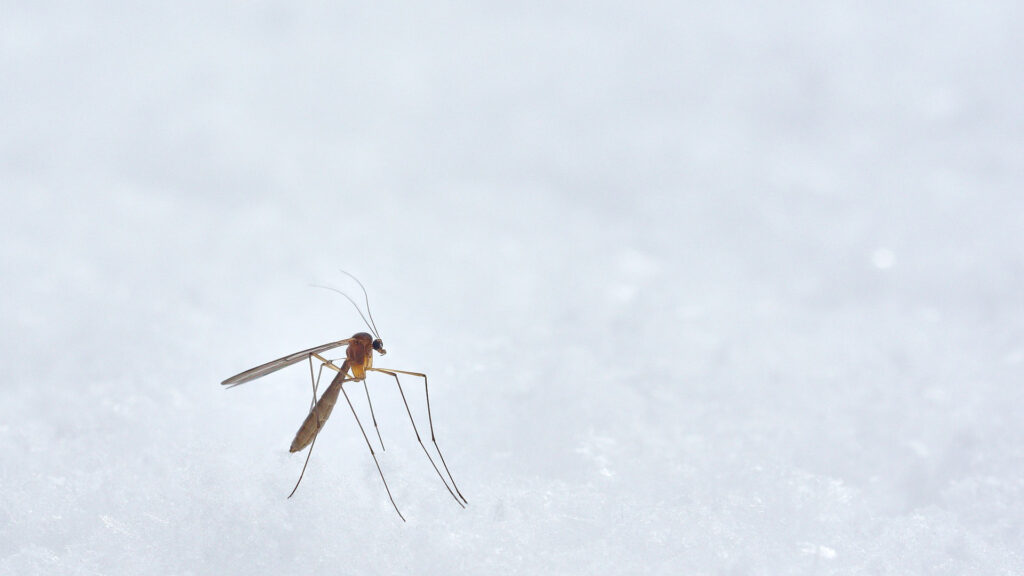 A mosquito on a soft white surface