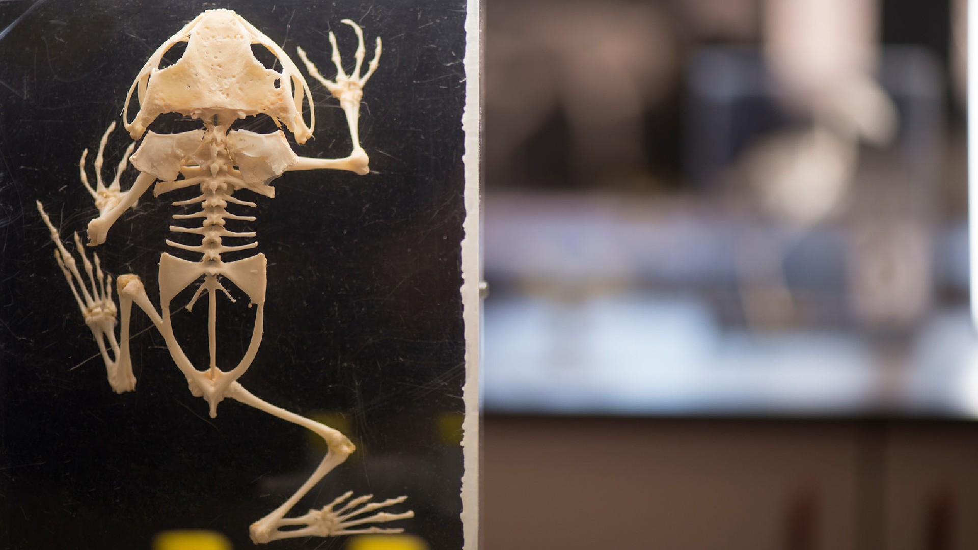 a skeleton of a frog on a black back ground in a lab