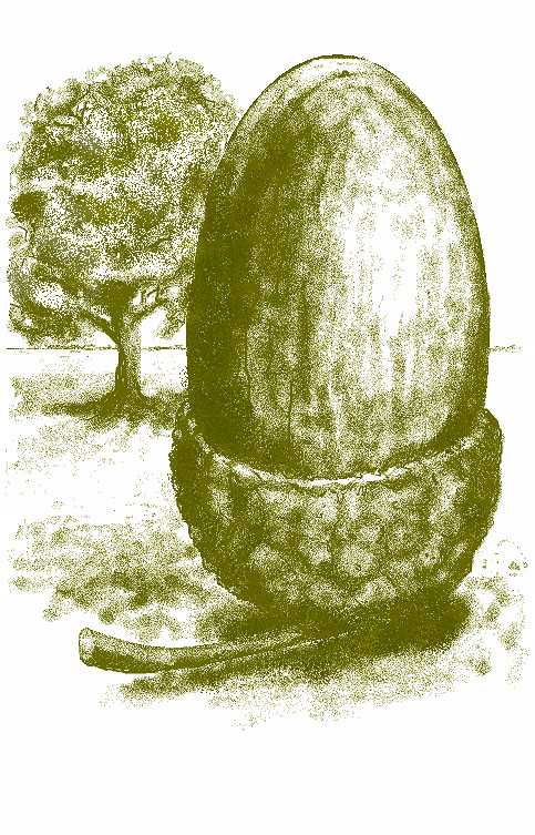 Giant acorn illustration 