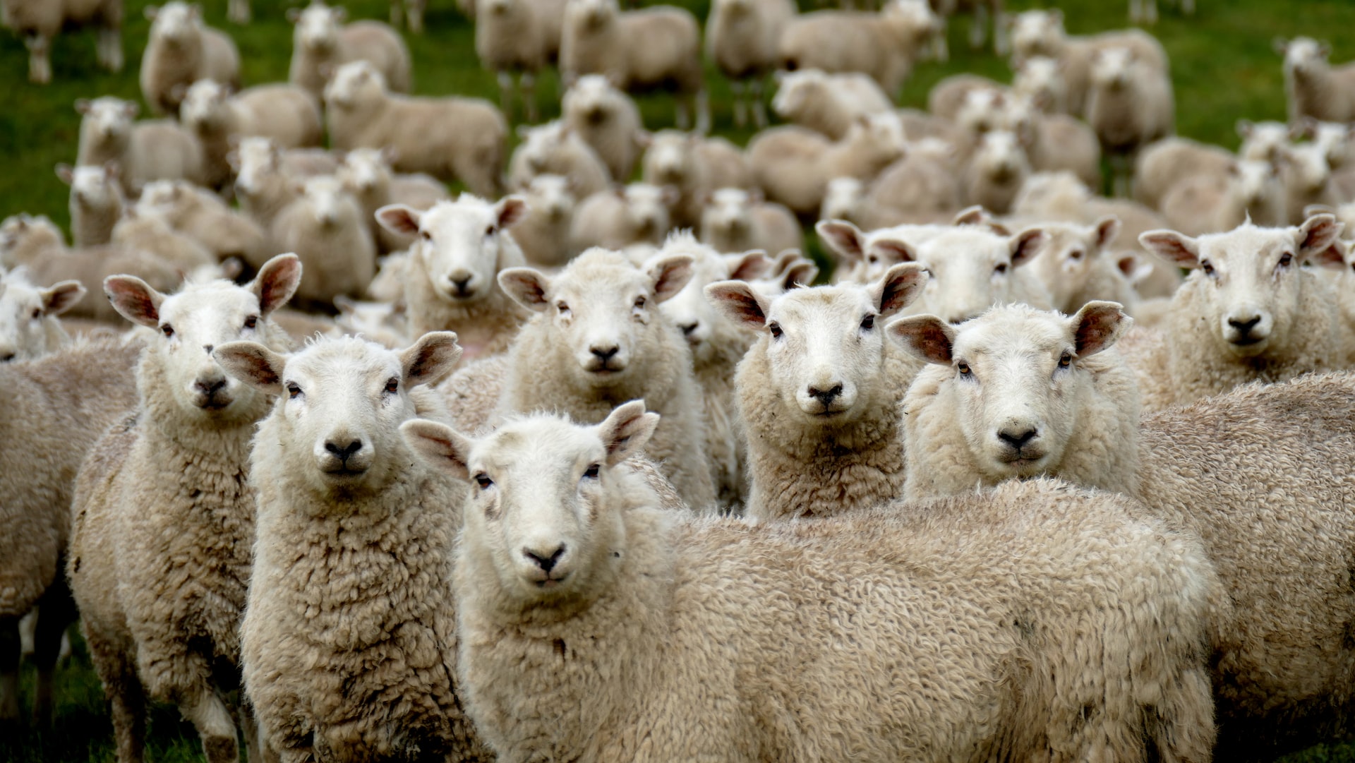 A group of sheep all looking toward the camera