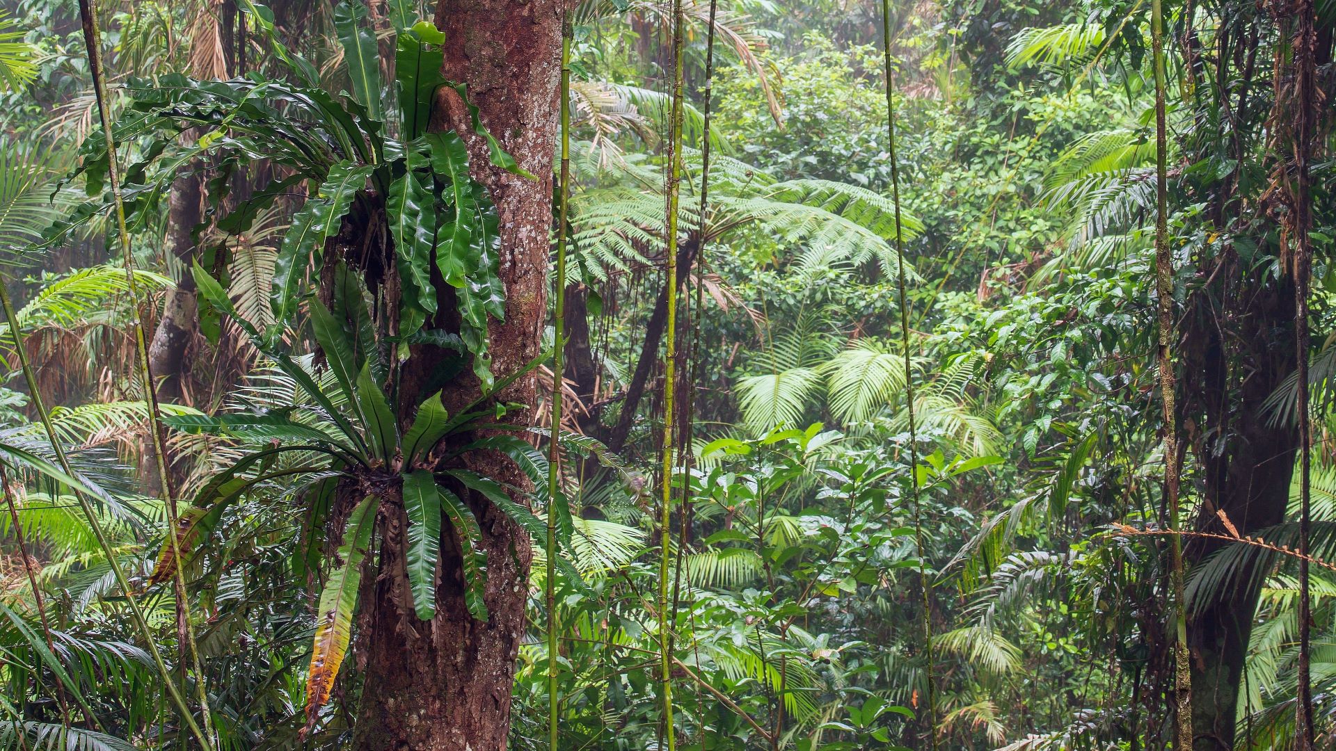 A picture of epiphytes in a forest.