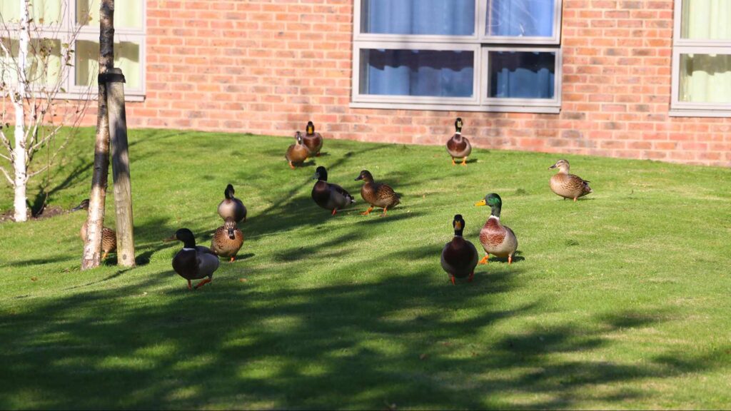 An image of a group of ducks on the Edge Hill University campus.
