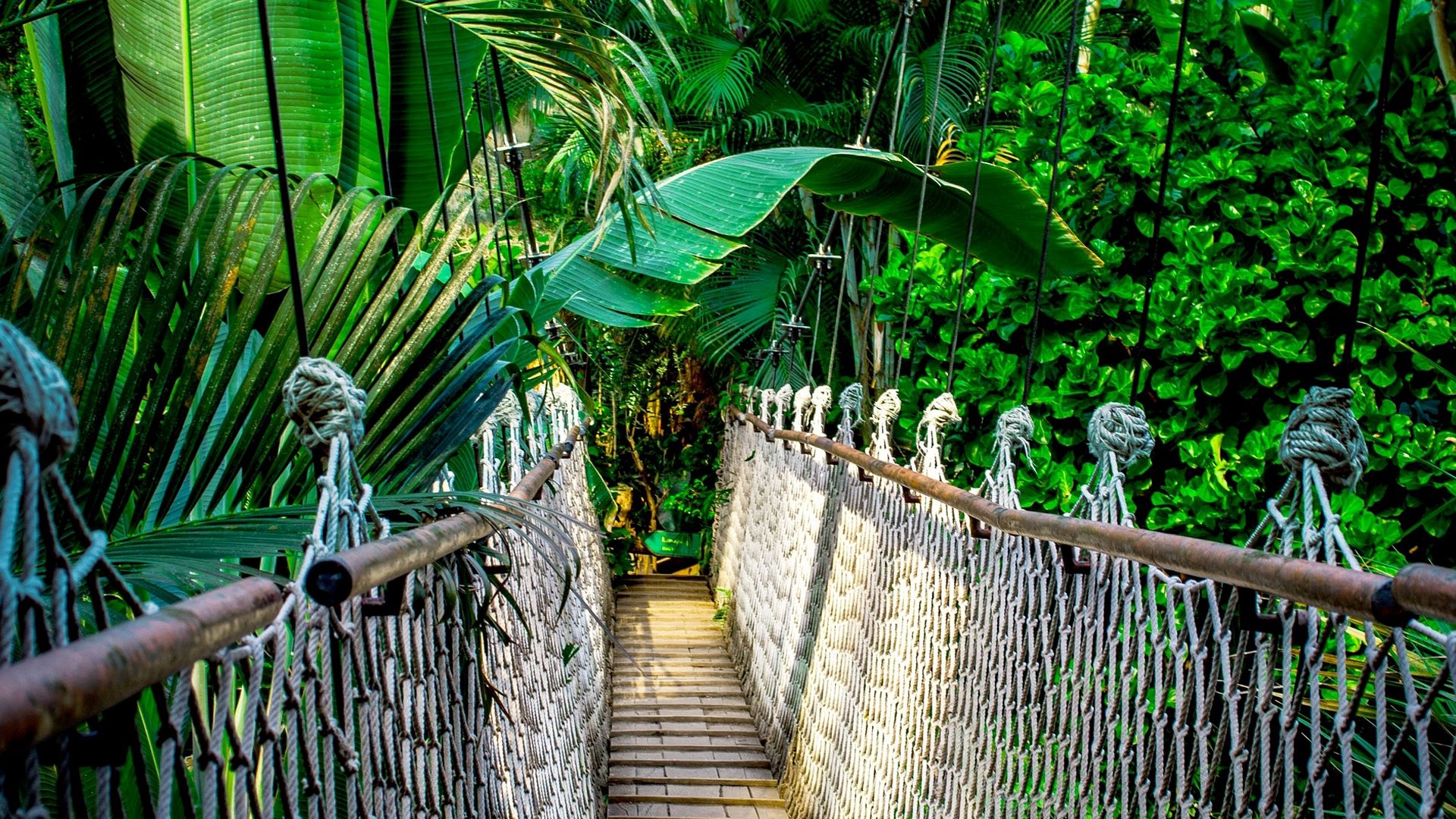 A rope bridge in the jungle