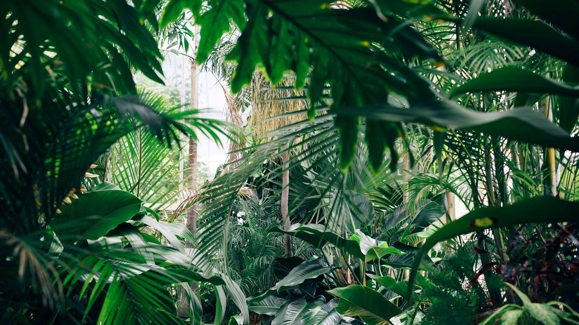 An image of palm trees and warm climate plants.