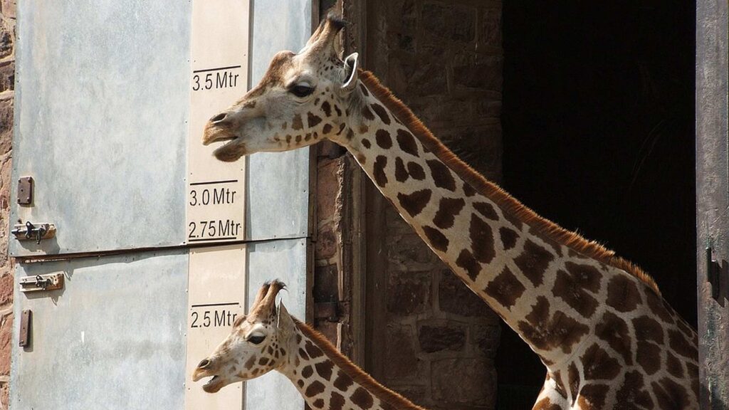 Two giraffes in Chester Zoo