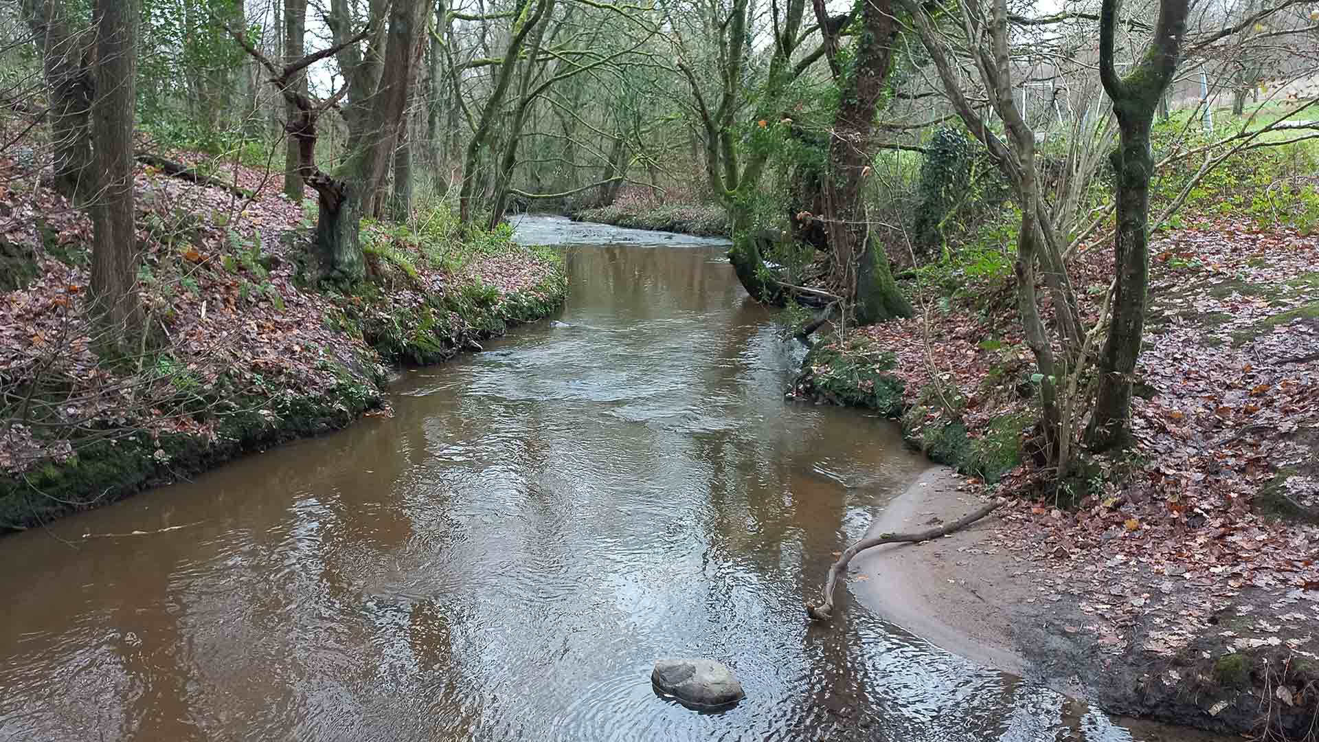 A stream in the middle of a woodland area.