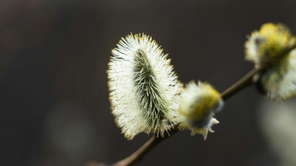 A close-up of a catkin