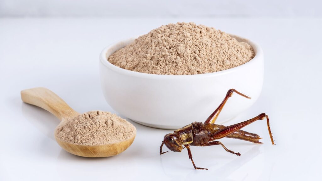 A bowl of flour, a scoop of flour and a cricket.