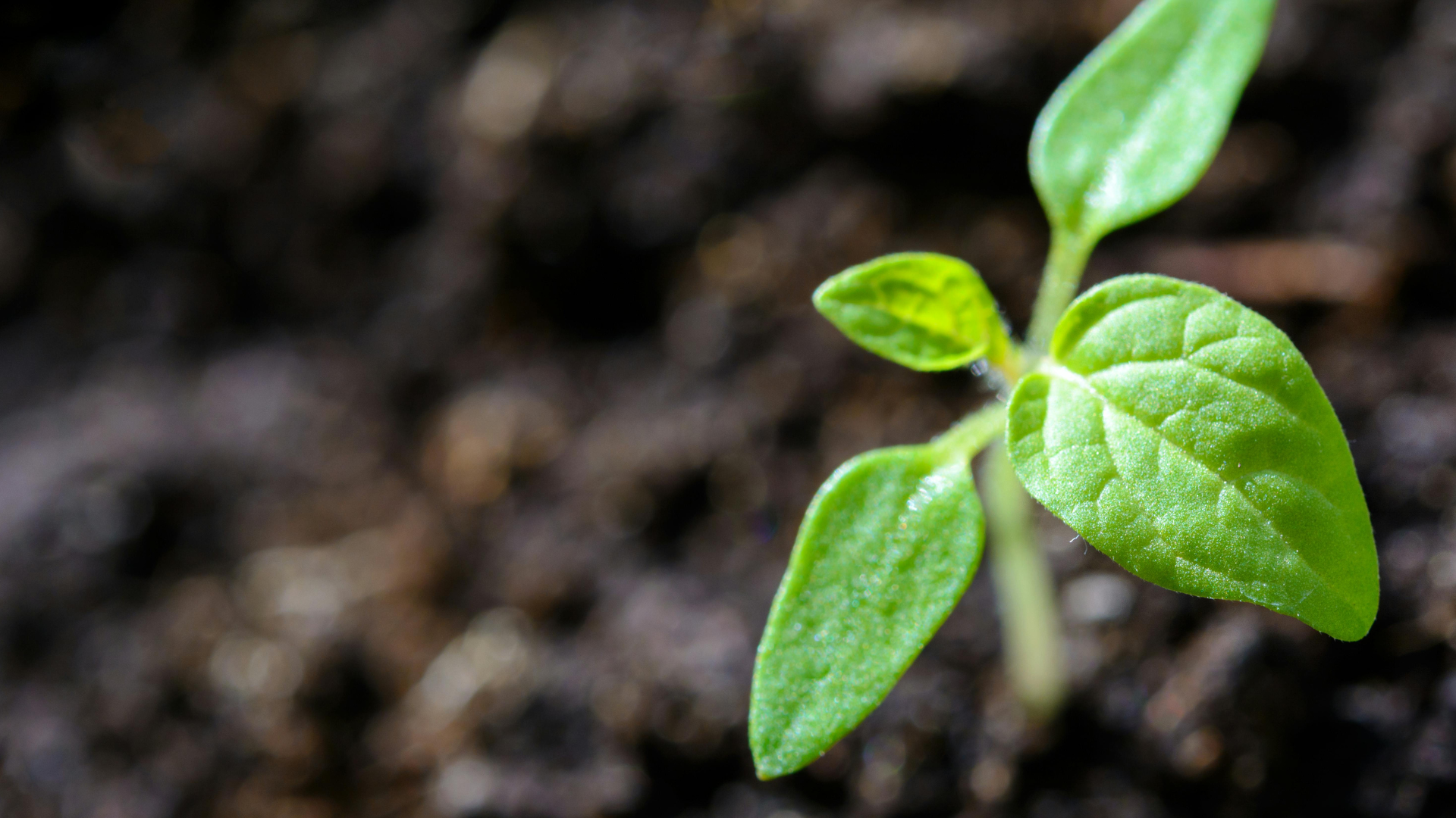 Single plant in soil.