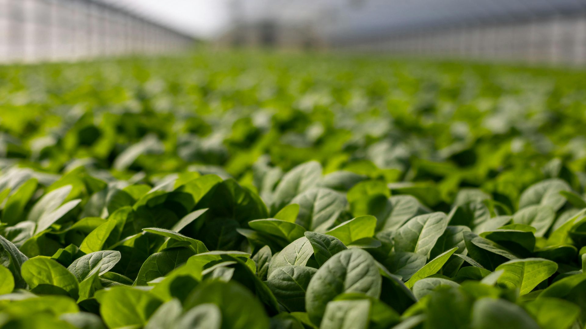 a sea of young green plants in greenhouse