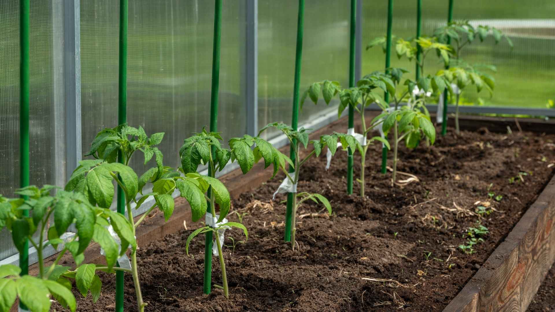 A greenhouse with green plants growing.