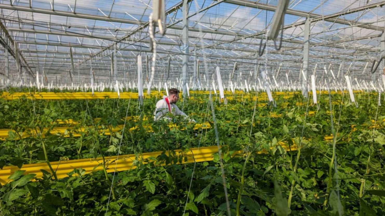 GIC greenhouses 