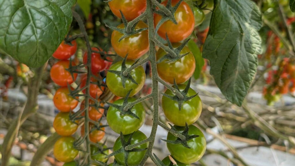 Tomatoes growing in a greenhouse 