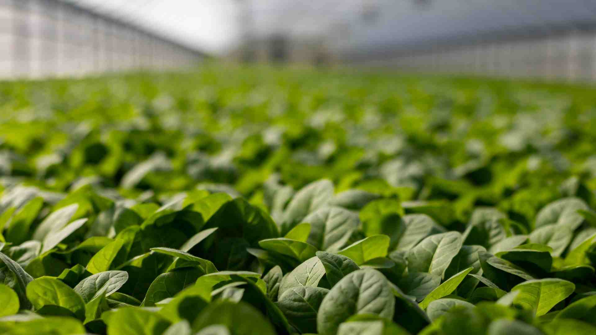 Plants in a greenhouse 