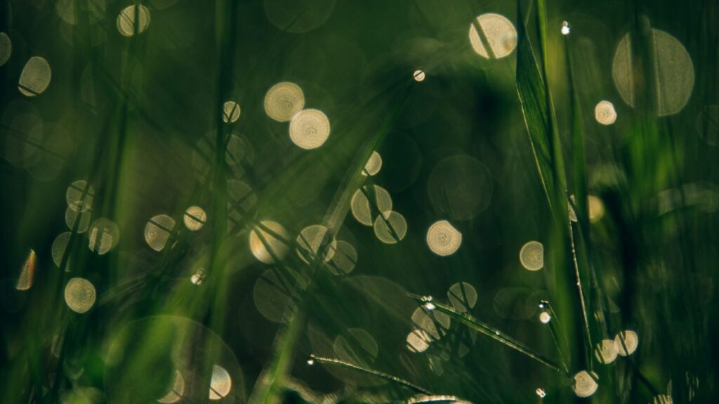 abstract grass and glowing lights