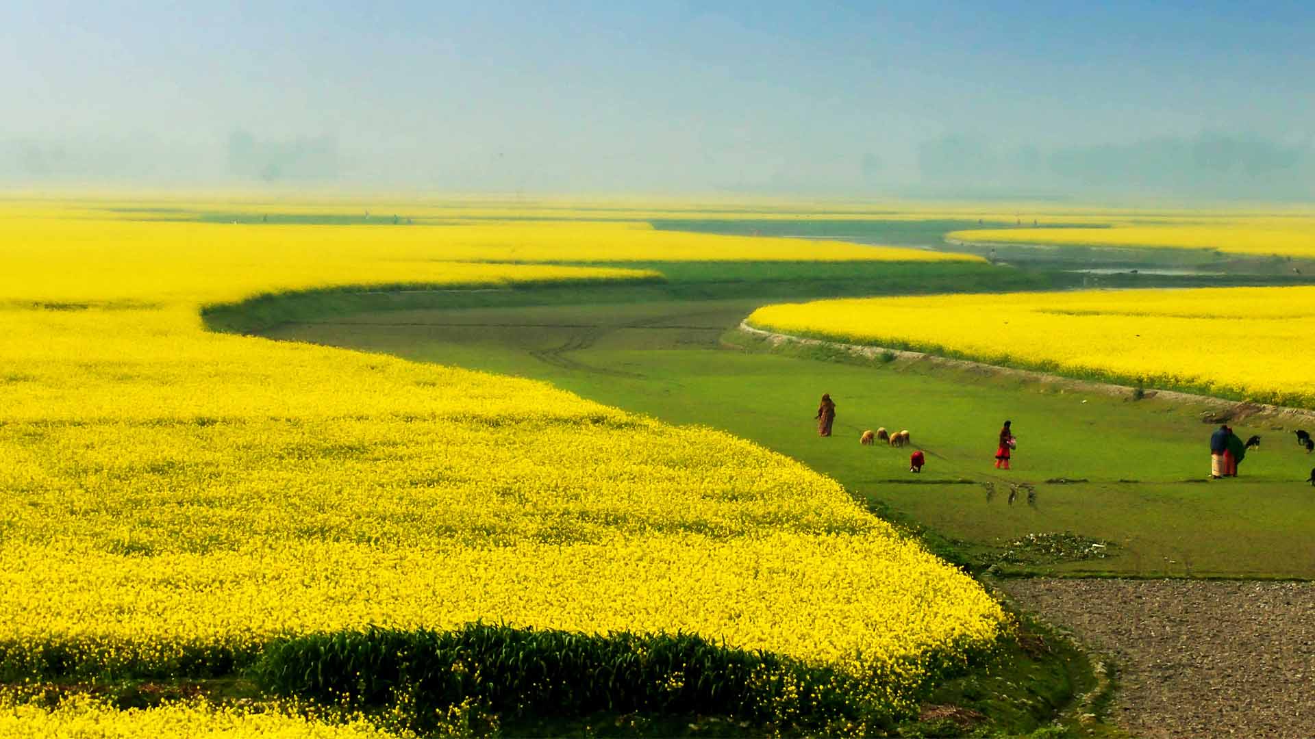 Picture in Sirajganj, Bangladesh showing a yellow flower landscape