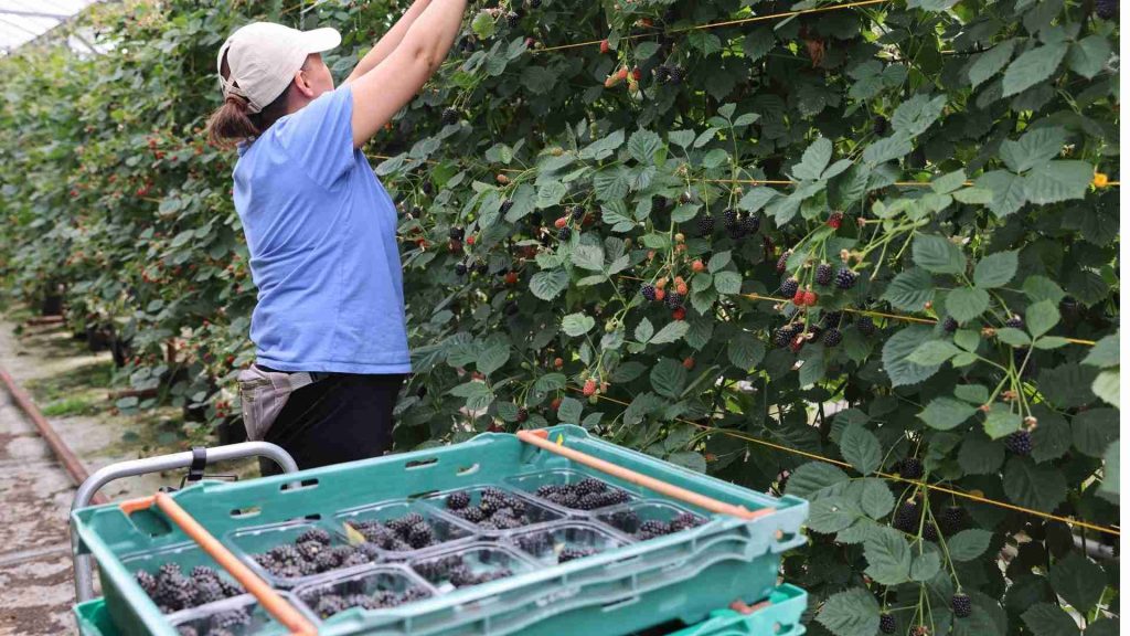 A woman is picking berries from a plant in a greenhouse.