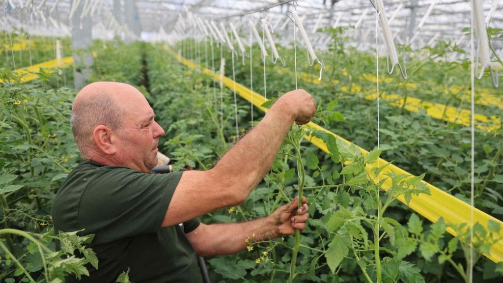 A man is picking vegetables in a greenhouse.