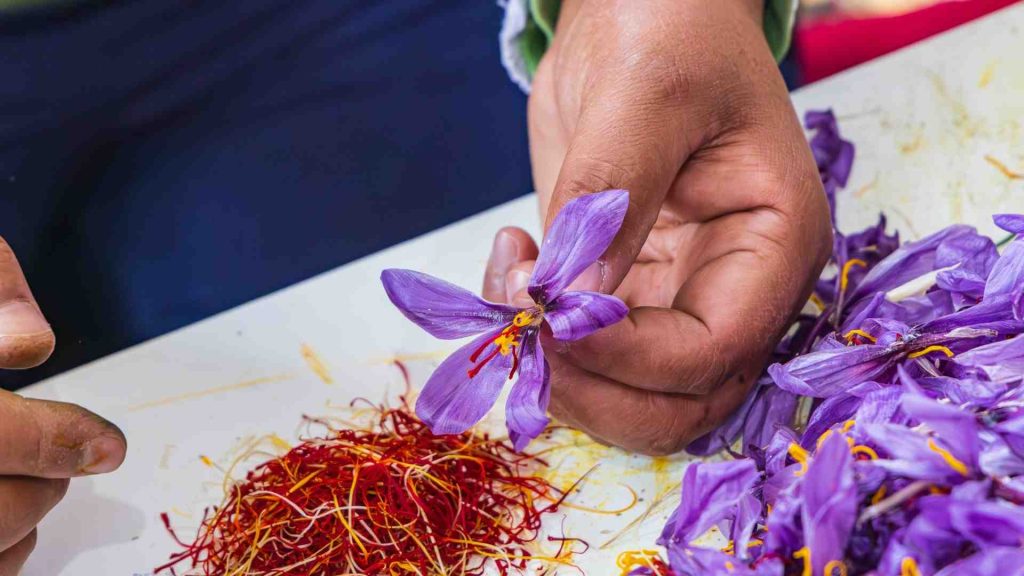 A hand holding a purple and yellow saffron flower.