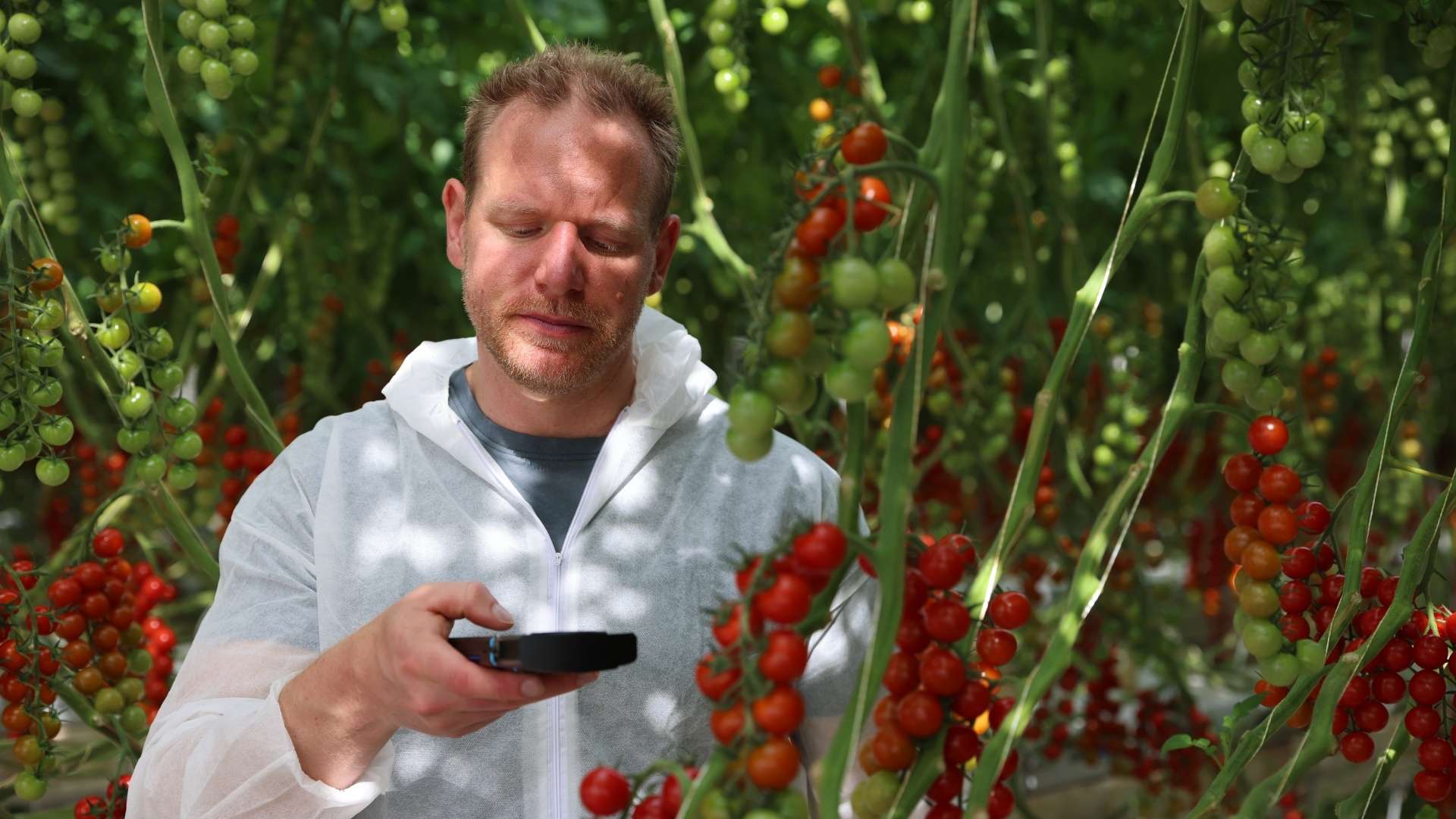 Sven Batke in a greenhouse of tomatoes for the Greenhouse Innovation Consortium (GIC).