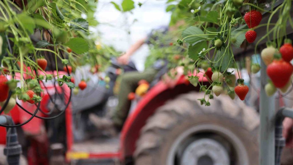 Strawberry plants are at the forefront of the image. Behind is a tractor, slightly out of focus.
