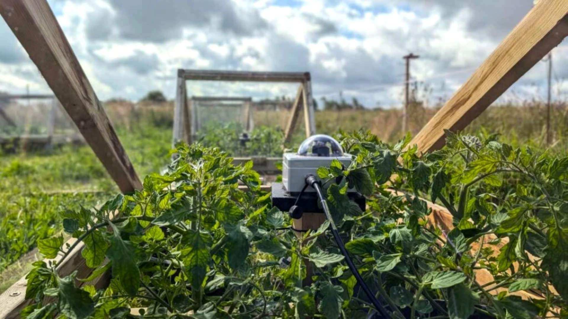 A view from within a drought shelter with tomatoes growing within