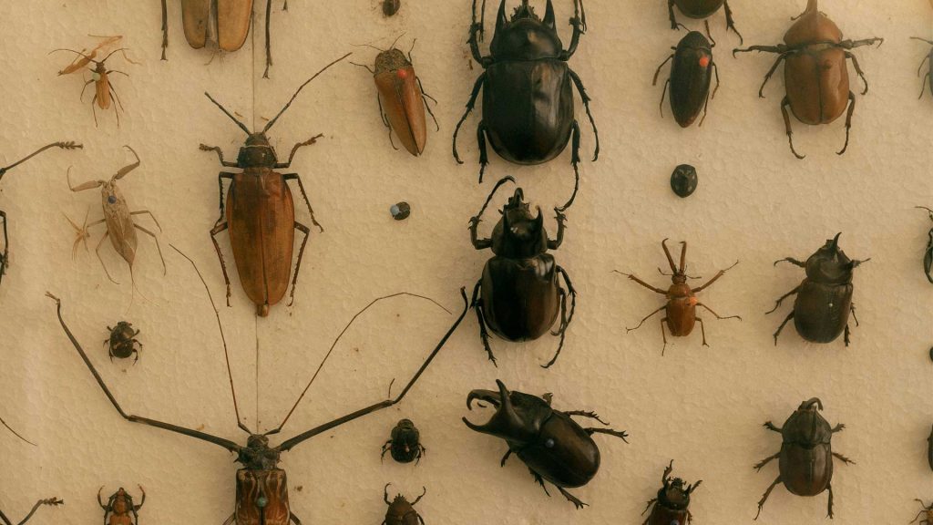 A collection of dead bugs